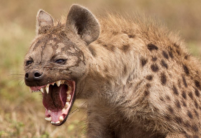  Hyena  Binatang  Pemangsa Mengerikan Welcome